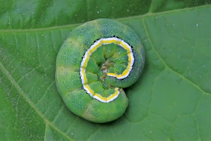 Beet Armyworm