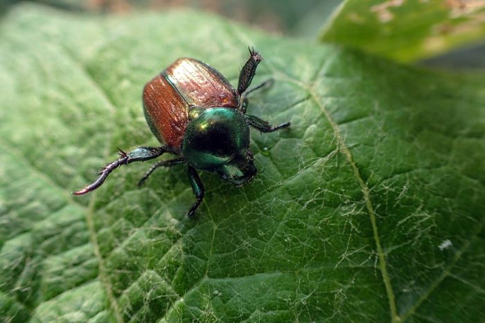 Japanese Beetle