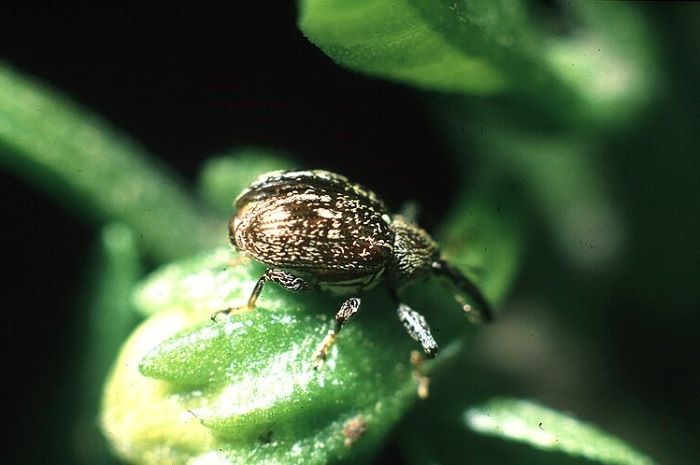 Pepper Weevil - Anthonomus eugenii