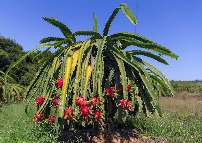 dragon fruit plant turning yellow
