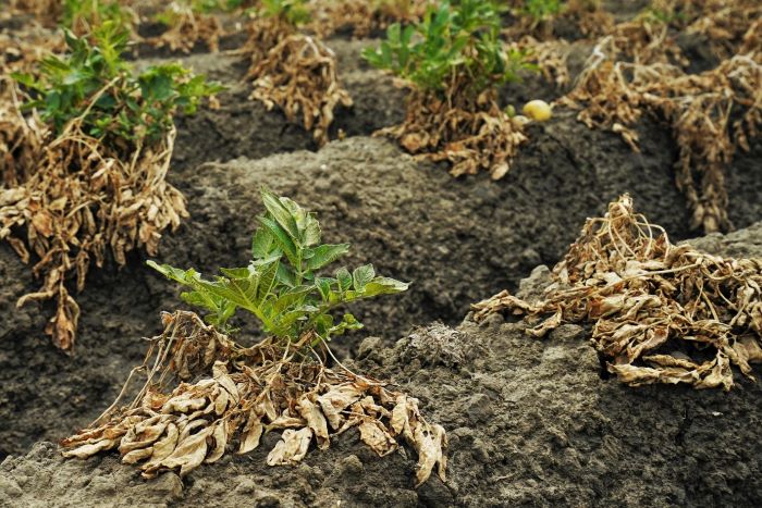 Dying Potato Plants