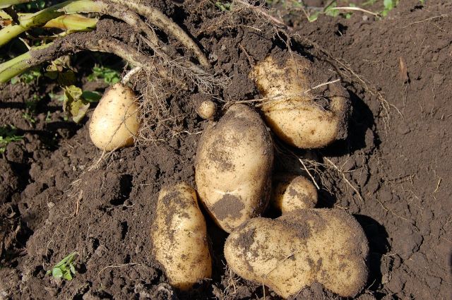 Harvested Potatoes