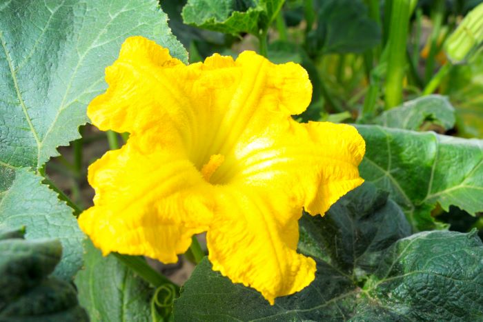 Male Pumpkin Flower
