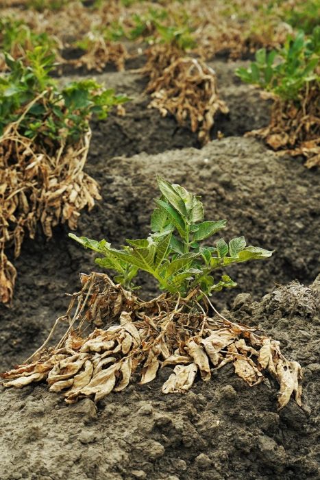 Potato Plants Dying