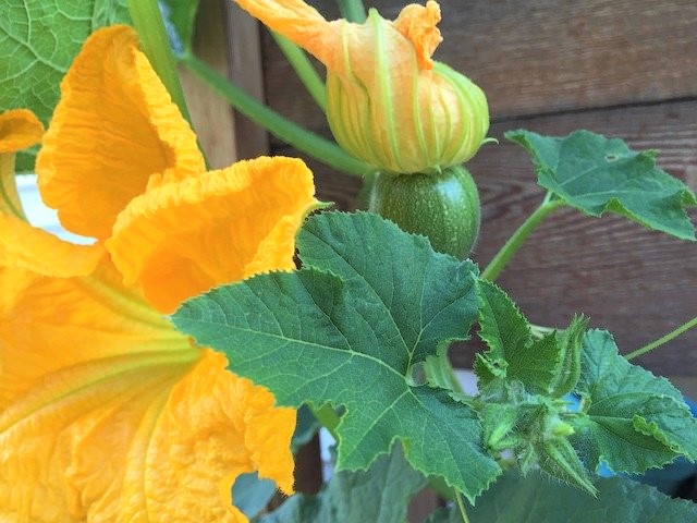 Pumpkin Flower with Undeveloped Fruit