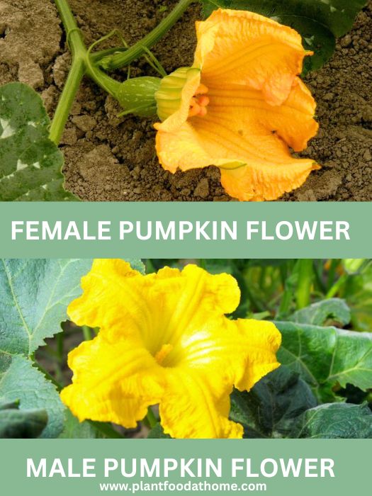 Pumpkin Flowers Male Vs Female