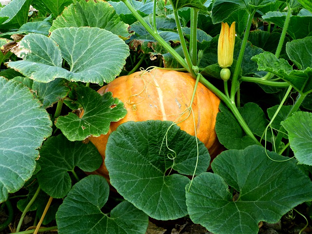 Pumpkin Vine with Pumpkin and Flower