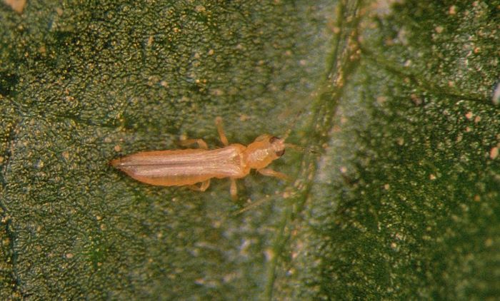 Western Flower Thrips - Frankliniella occidentalis