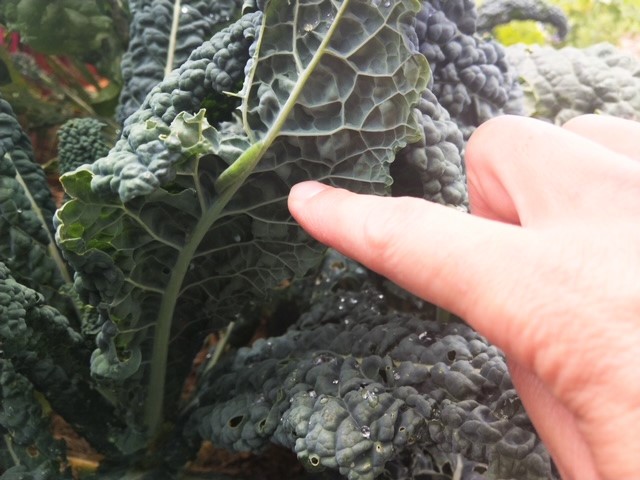 Cabbage Worm Caterpillar