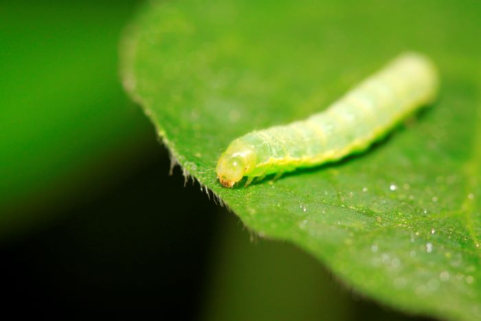 Diamondback Moth Larvae - Plutella xylostella