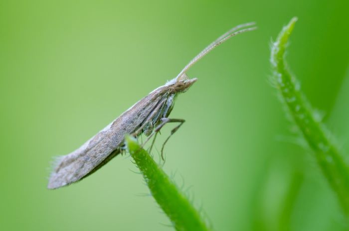 Diamondback Moth - Plutella xylostella