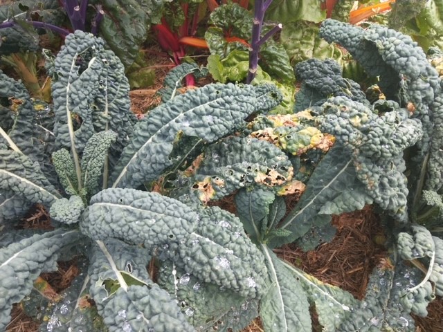 Dying Kale Plant