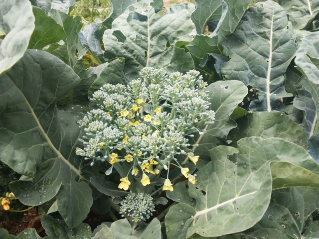 Flowering Broccoli
