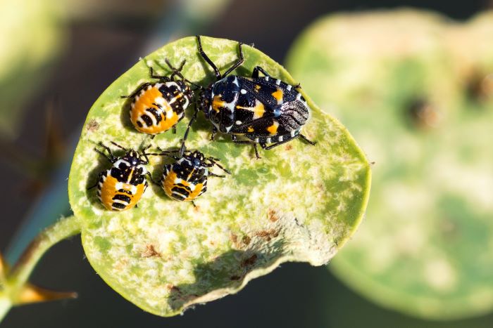 Harlequin Cabbage Bugs - Murgantia Histrionica