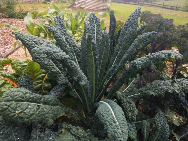 Kale Plant