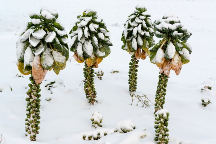 Brussels sprouts growing in snow