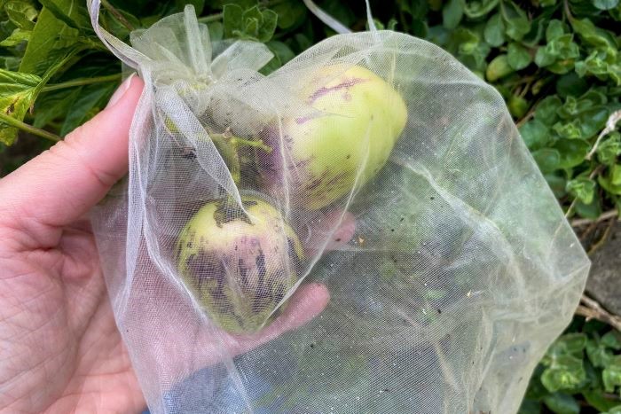 Pepino Melon in Exclusion Bags