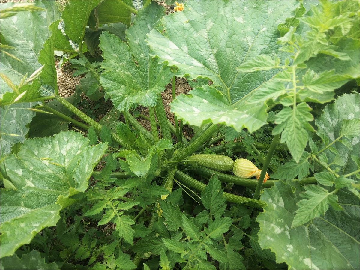 11 Zucchini Pests (And How to Get Rid of Them!) Plant Food At Home
