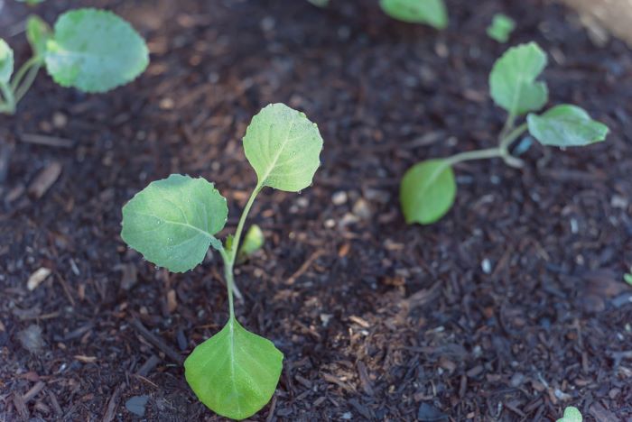 Broccoli Seedlings
