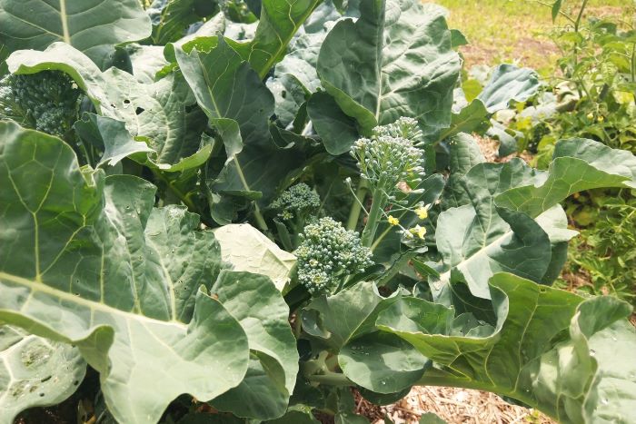 Growing Broccoli Side Shoots