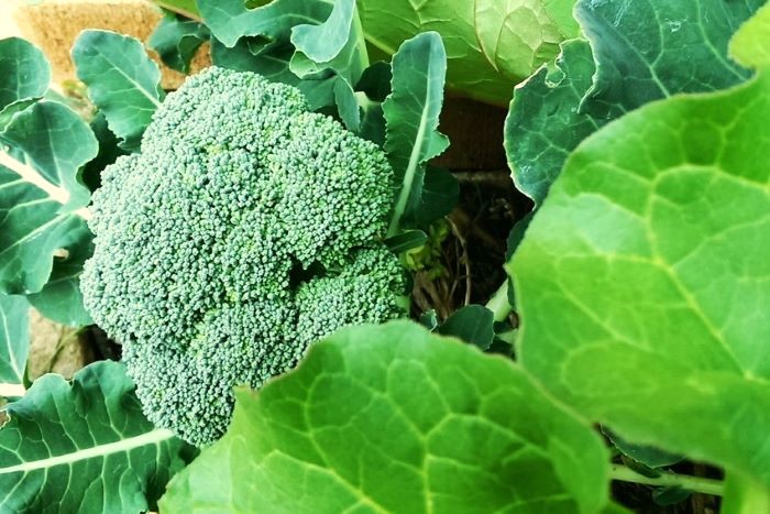 Growing Broccoli