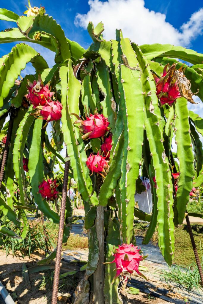 Dragon Fruit Plant