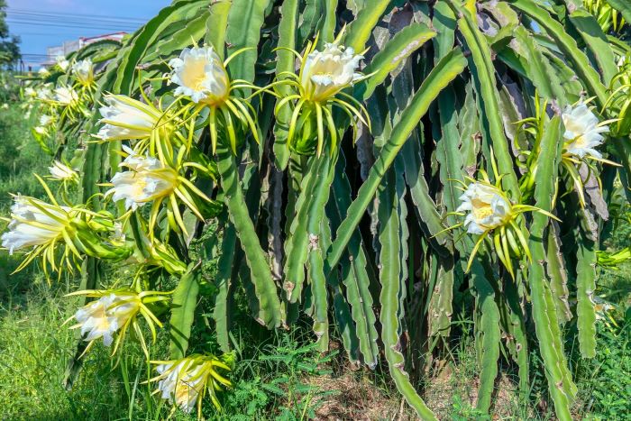 Flowering Dragon Fruit Plant