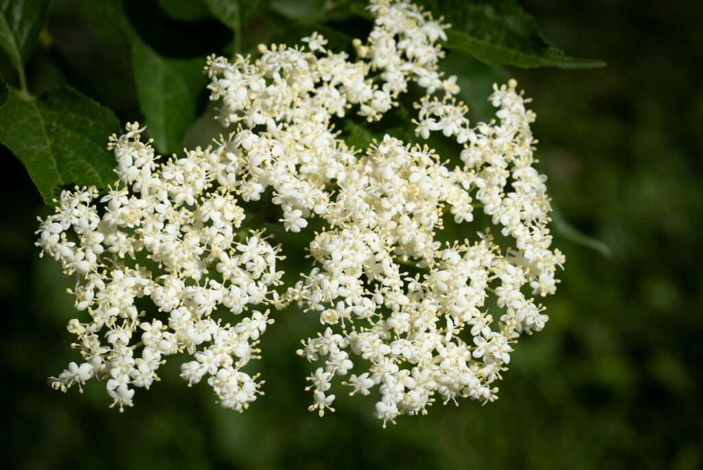 Elderflower & Citrus - Silk Fibre Diffuser