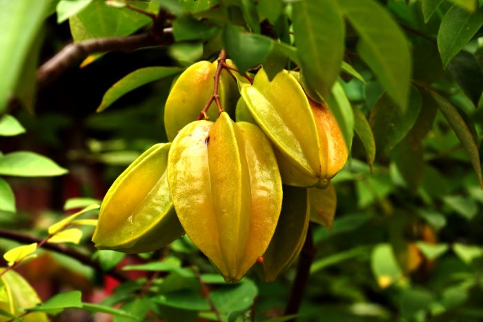Star Fruit Carambola on Tree