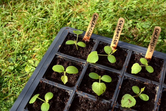 Cucamelon Seedlings Grown from Seed