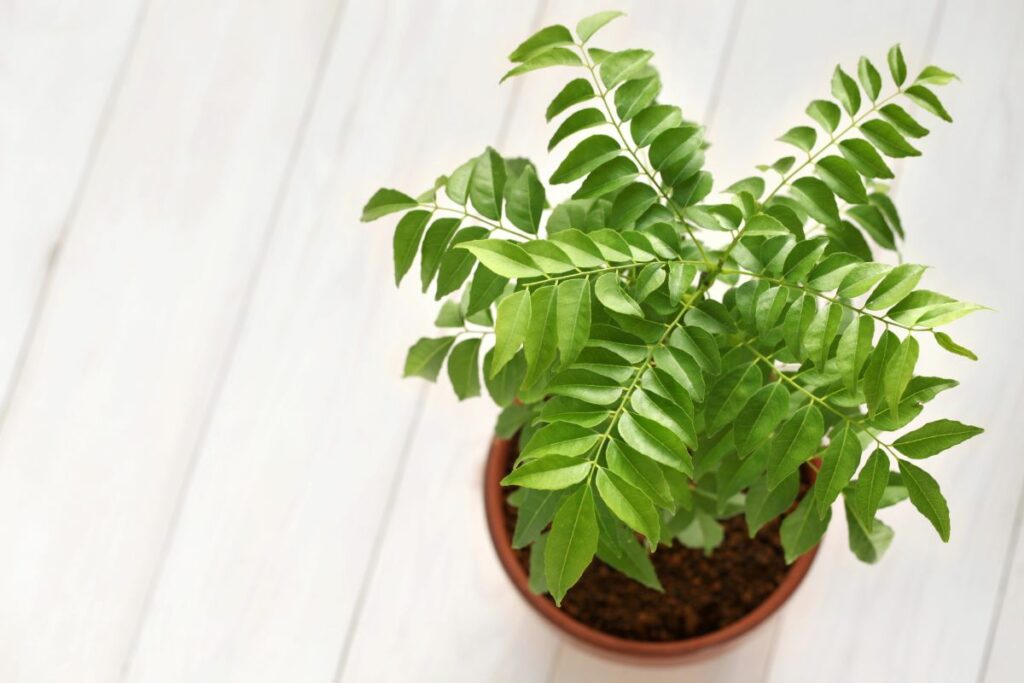 Potted Curry Leaf Plant
